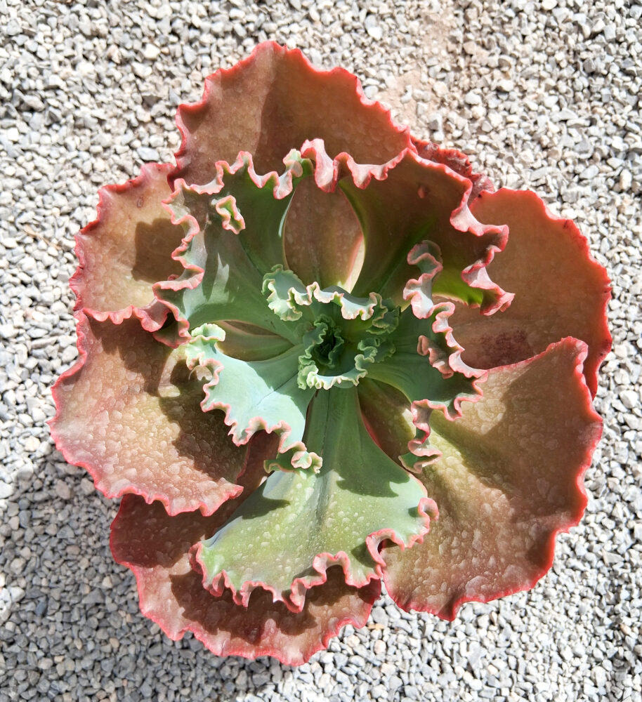 Echeveria 'Shavanna'