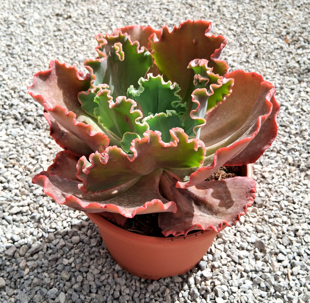Echeveria 'Shavanna' - Imagen 2