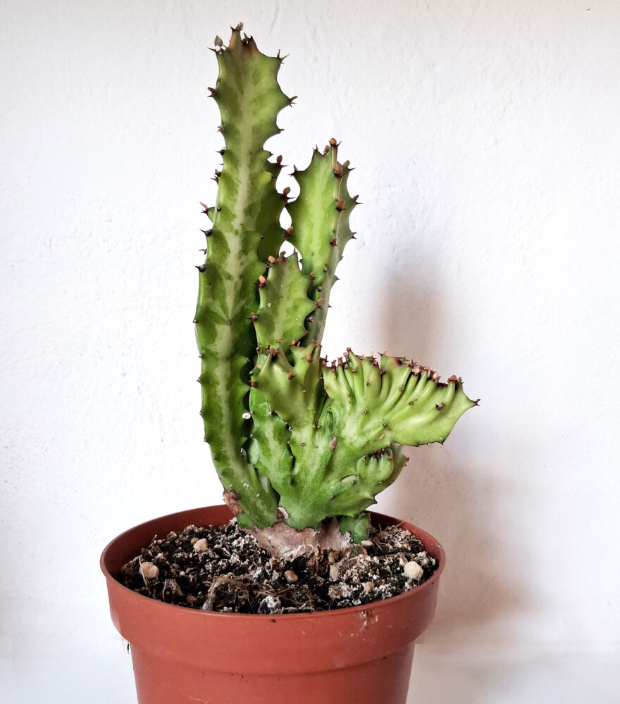 Euphorbia lactea cristata