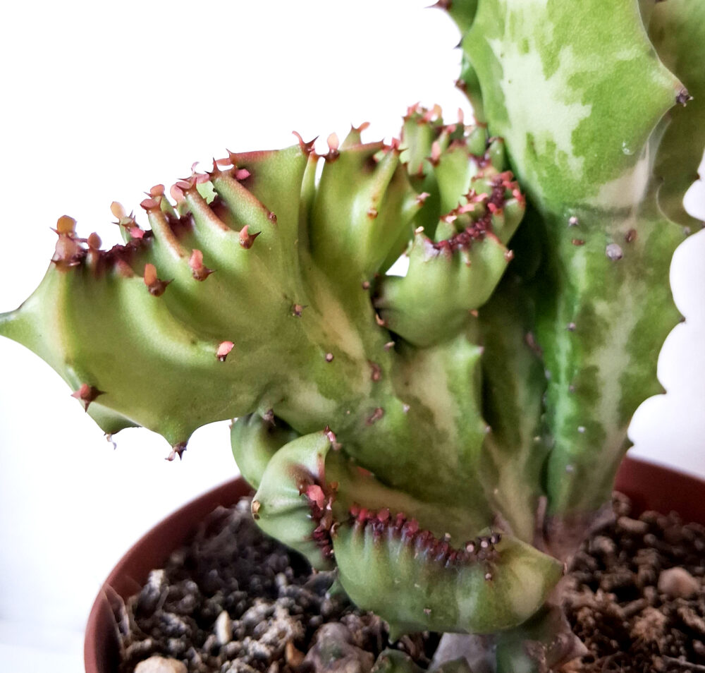 Euphorbia lactea cristata - Imagen 2