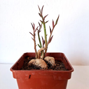 Euphorbia neorubella