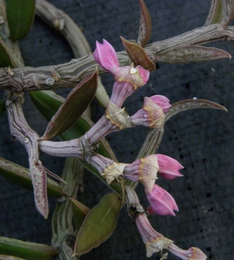 Euphorbia neorubella - Imagen 4