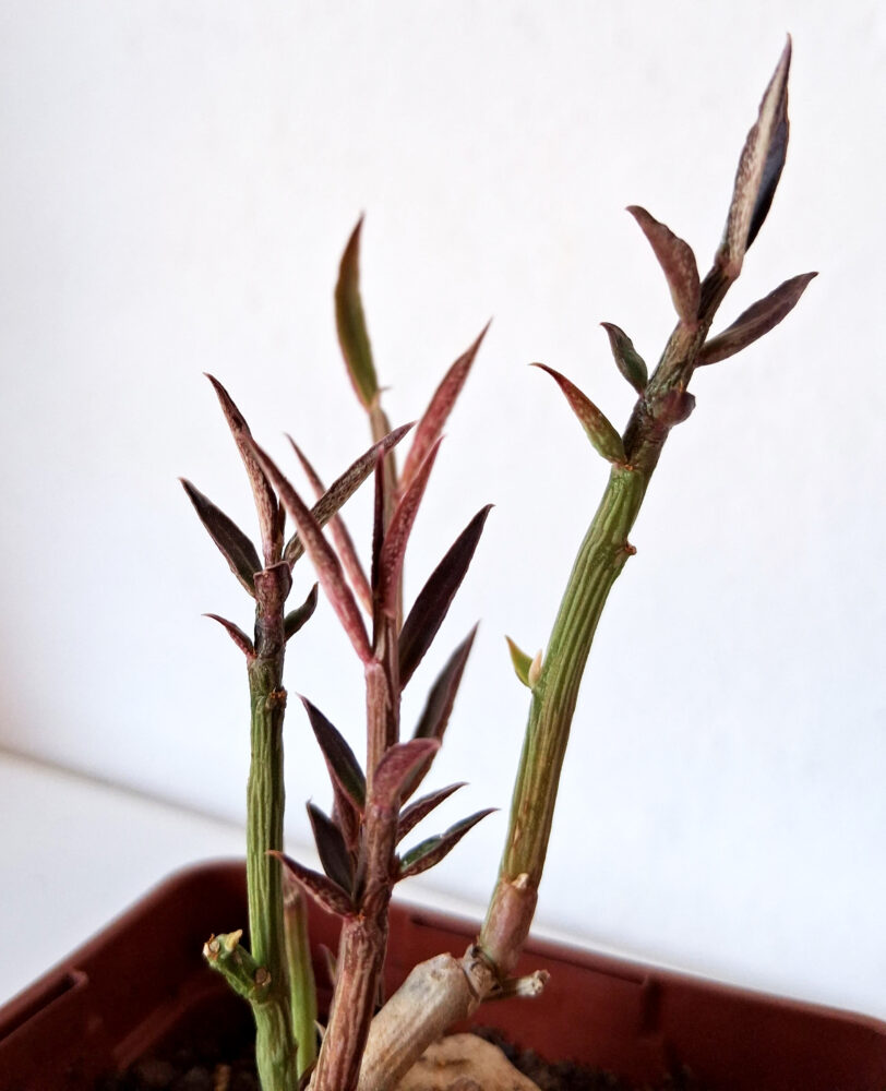 Euphorbia neorubella - Imagen 3