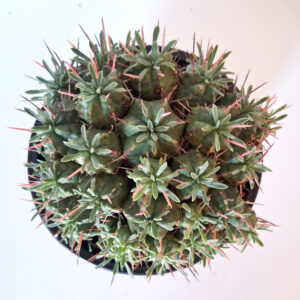 Euphorbia pulvinata cv. nana