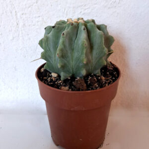 Ferocactus glaucescens inermis