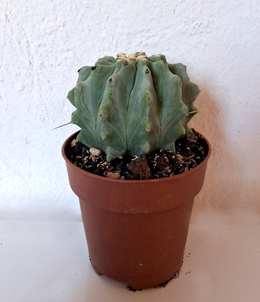 Ferocactus glaucescens inermis - Imagen 2