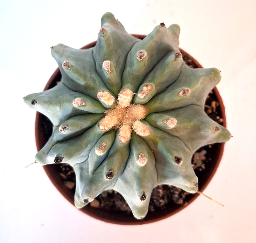 Ferocactus glaucescens inermis