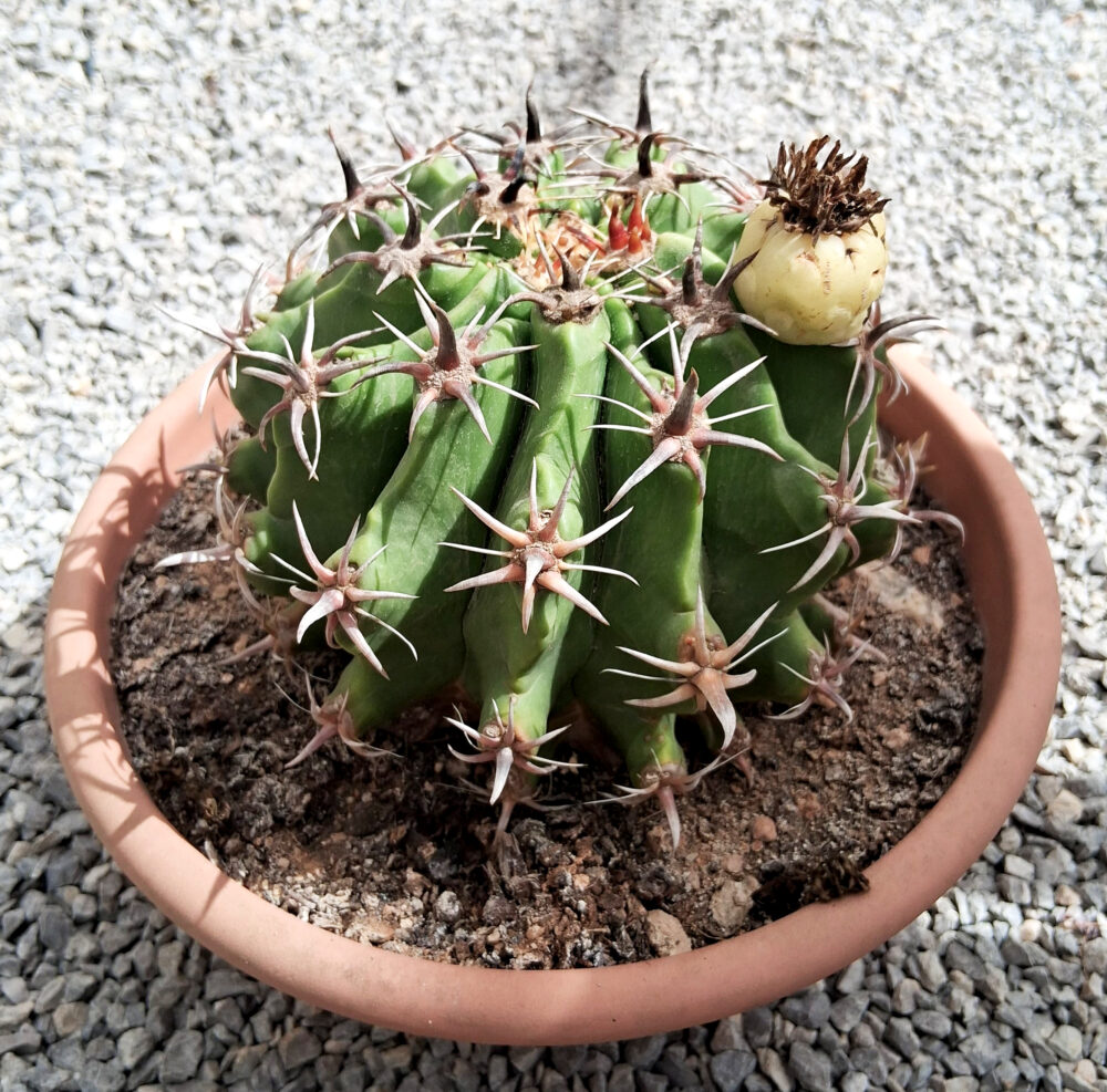 Ferocactus horridus var. brevispinus