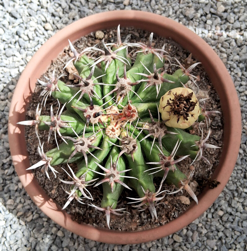Ferocactus horridus var. brevispinus - Imagen 2