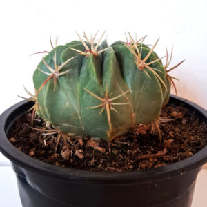 Ferocactus macrodiscus