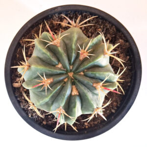 Ferocactus macrodiscus