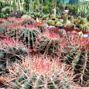 Ferocactus stainesii