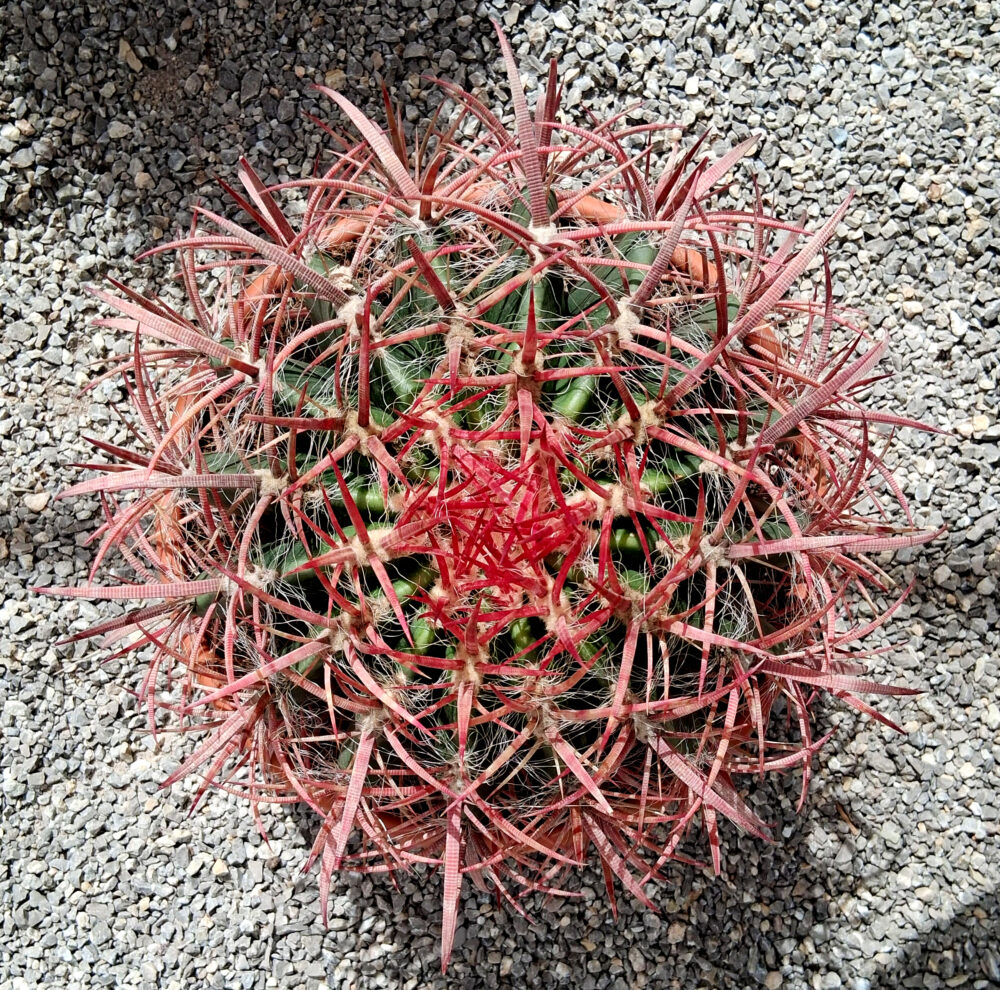 Ferocactus stainesii - Imagen 3