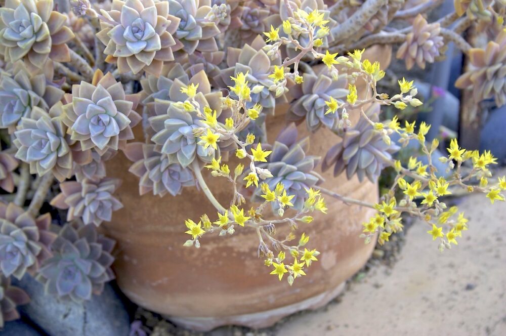 Graptopetalum paraguayense - Imagen 3
