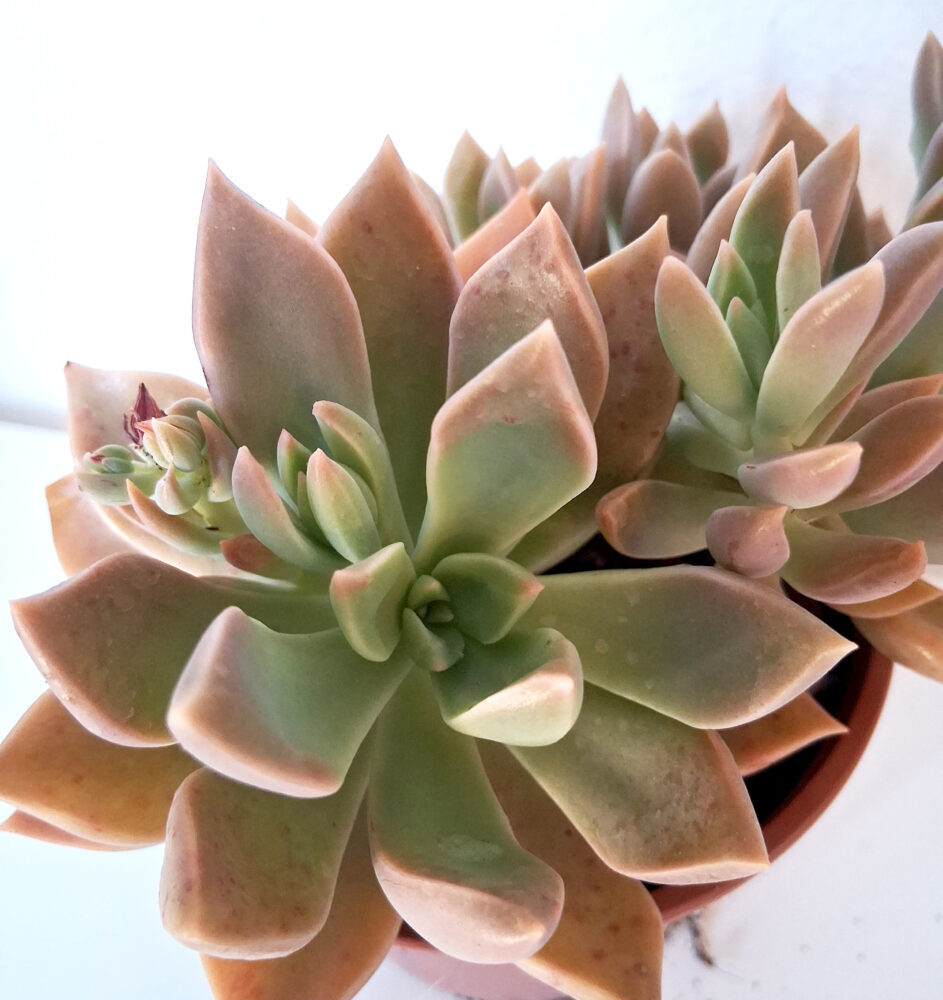 Graptopetalum paraguayense - Imagen 2