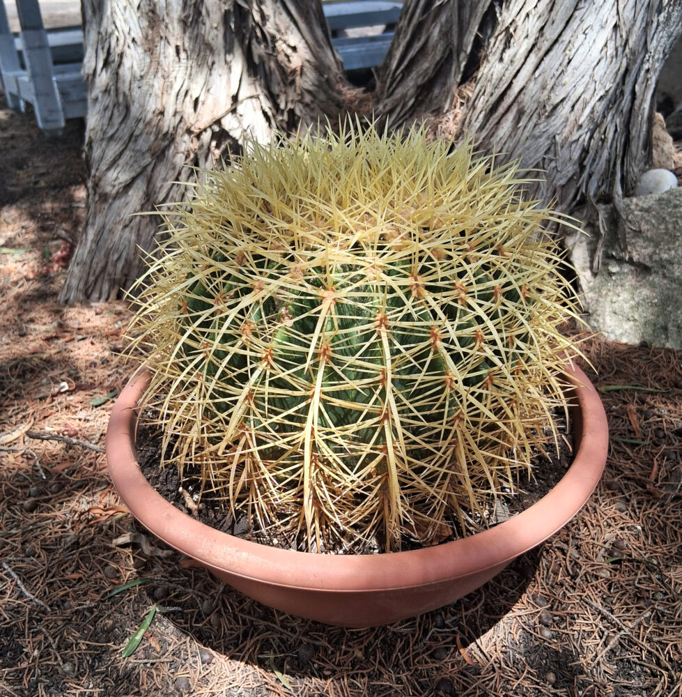 Echinocactus grusonii - Imagen 7