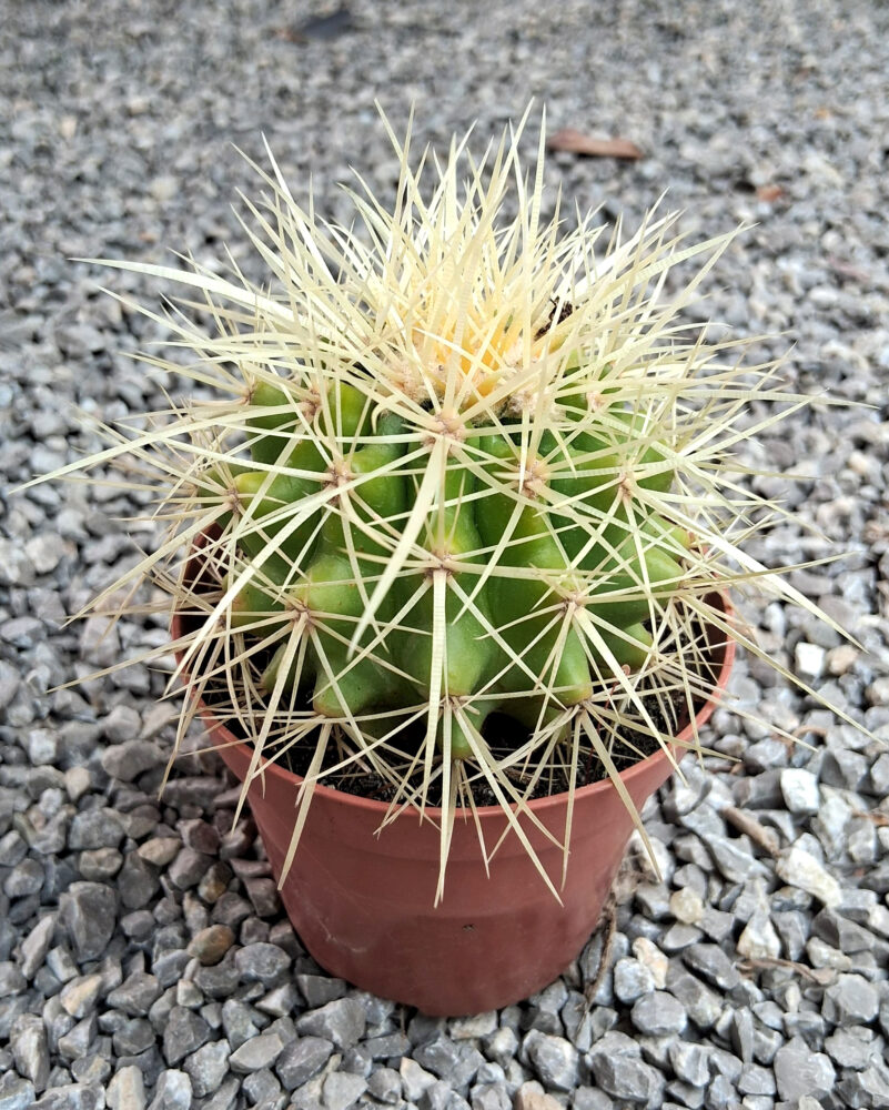 Echinocactus grusonii - Imagen 4
