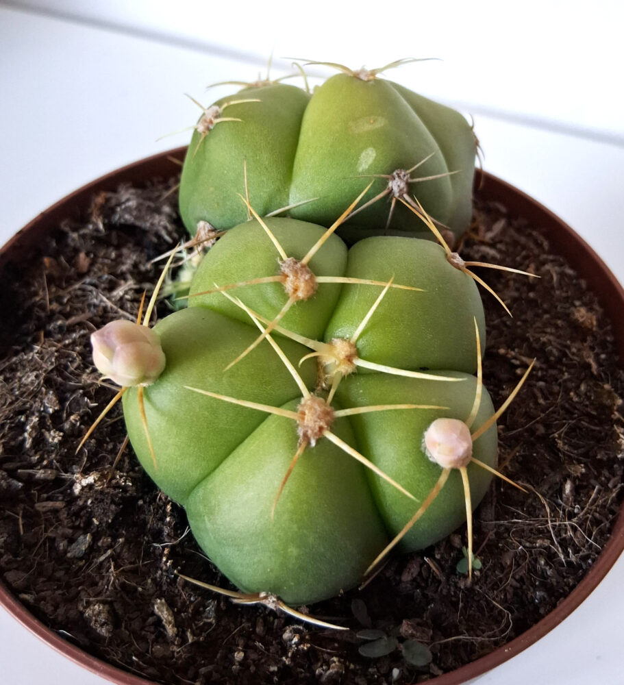 Gymnocalycium horstii