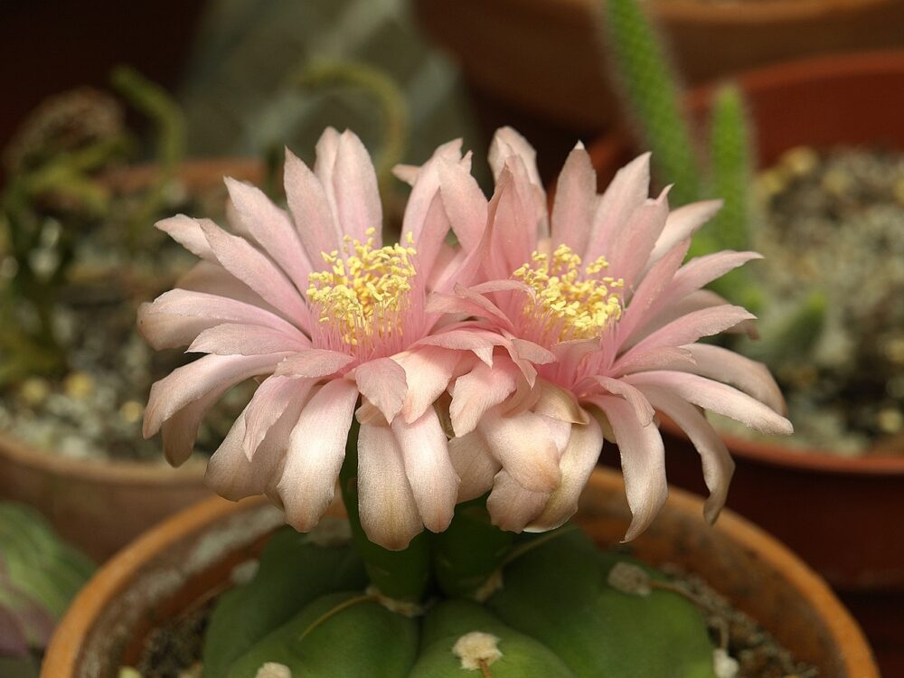 Gymnocalycium horstii - Imagen 6
