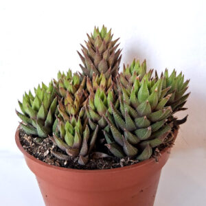 Haworthia reinwardtii