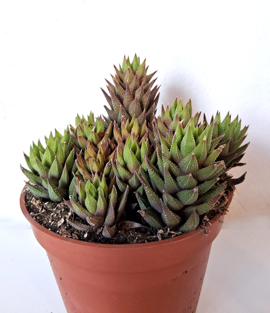 Haworthia reinwardtii