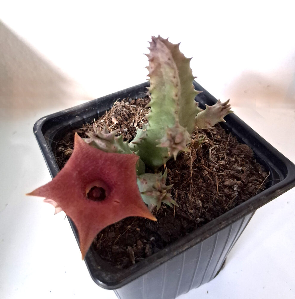 Huernia 'Pink eye' - Imagen 3