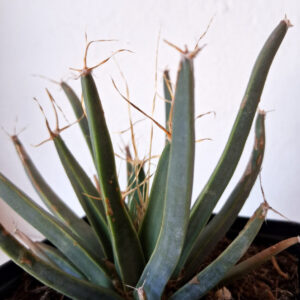 Leuchtenbergia principis