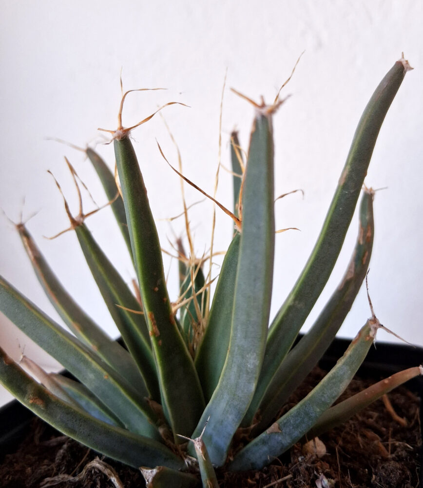 Leuchtenbergia principis - Imagen 2