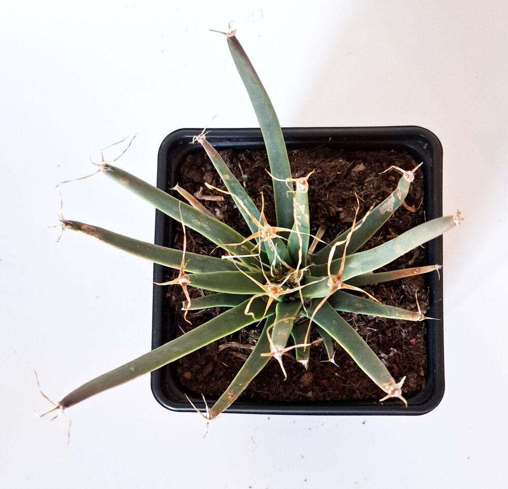 Leuchtenbergia principis - Imagen 3