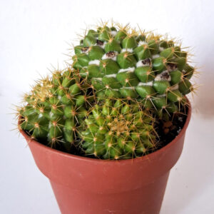 Mammillaria marksiana