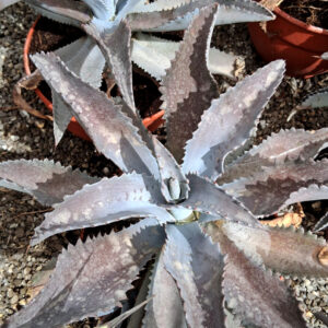 Mangave 'Silver fox'