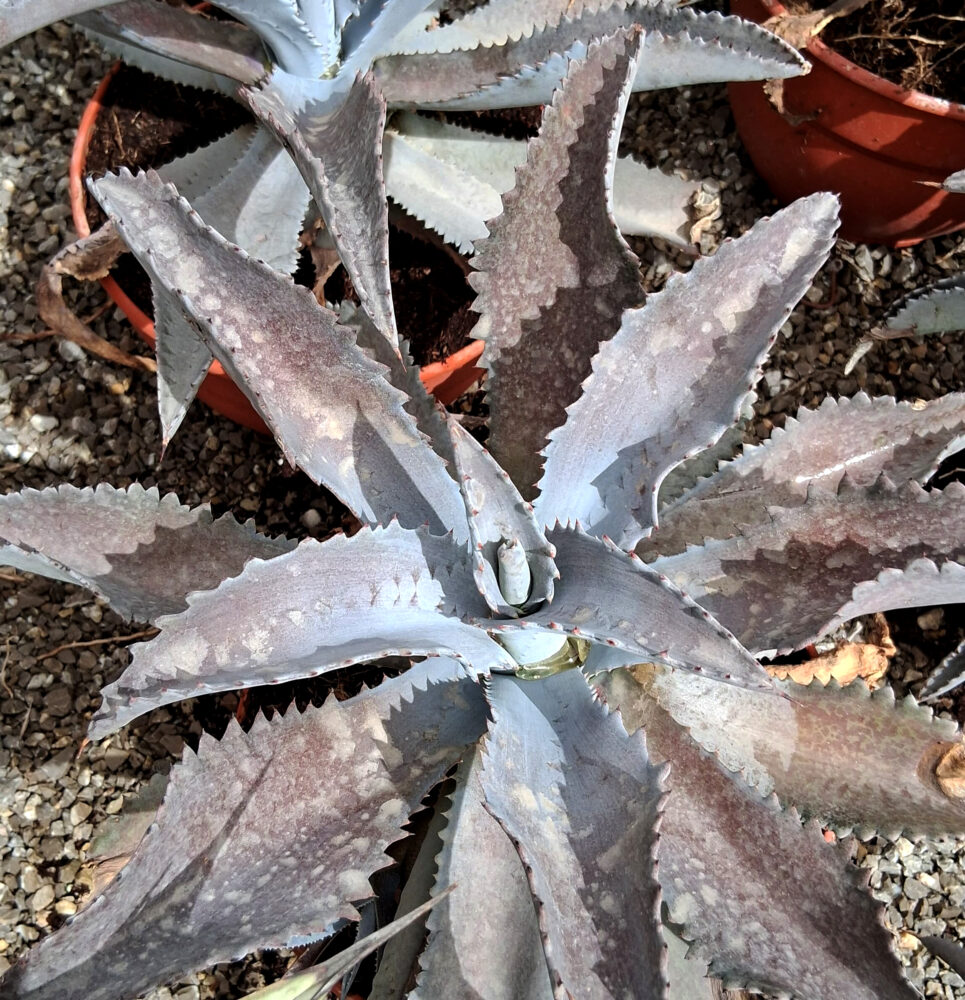 Mangave 'Silver fox' - Imagen 2