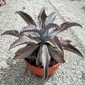 Mangave 'Silver fox'