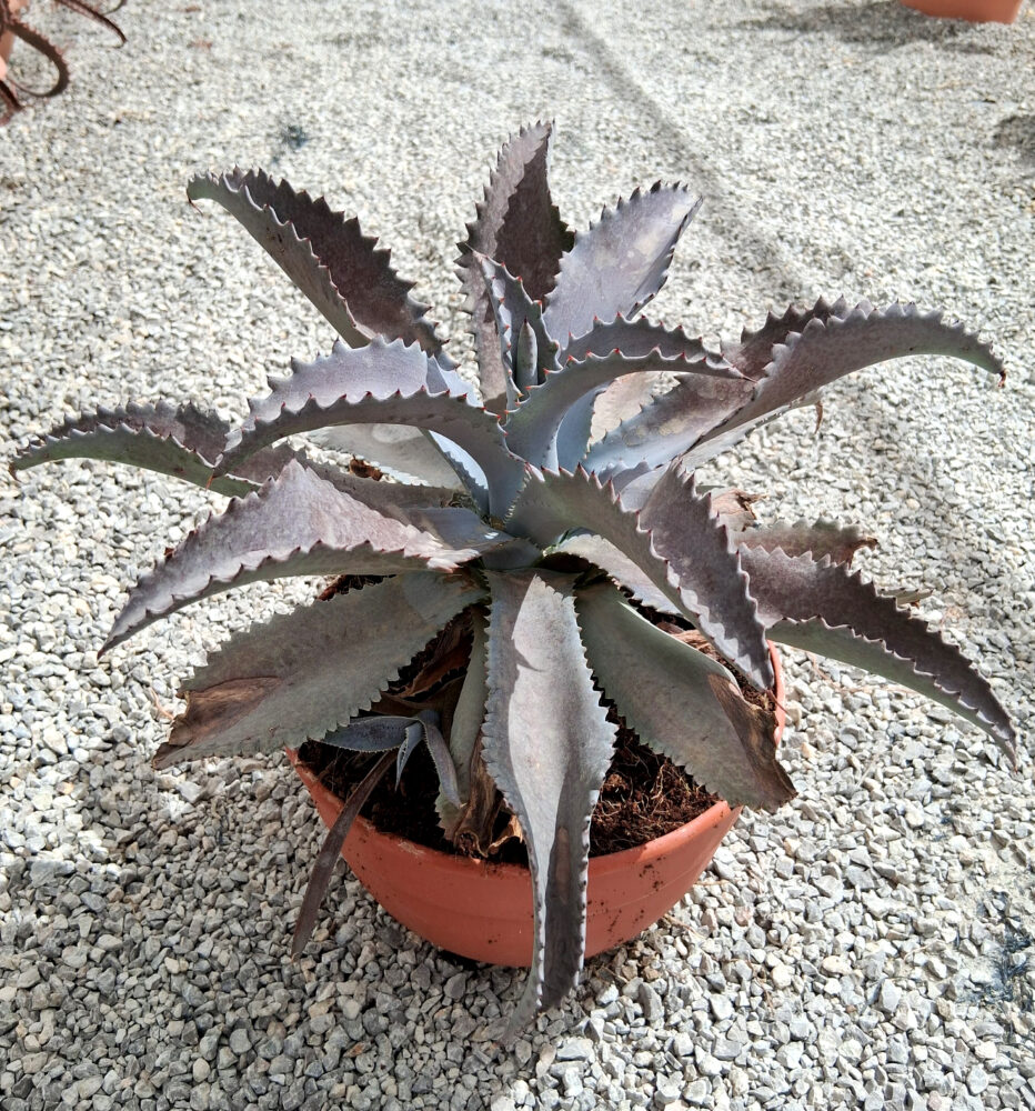 Mangave 'Silver fox'