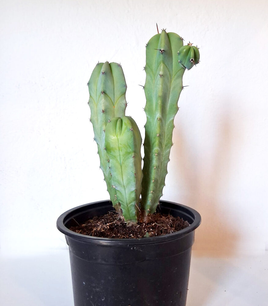 Myrtillocactus geometrizans - Imagen 2