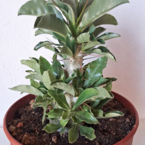 Pachypodium saundersii