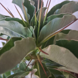 Pachypodium saundersii