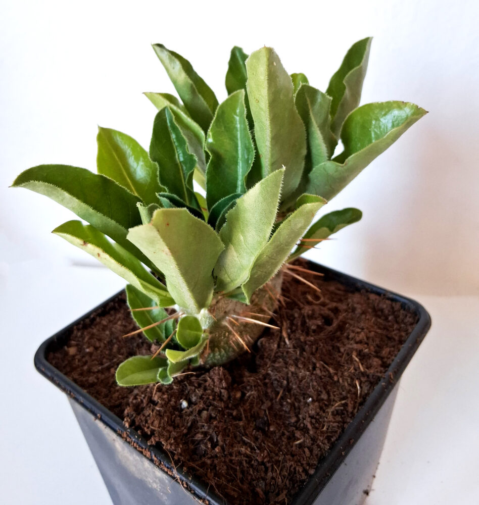 Pachypodium saundersii - Imagen 2