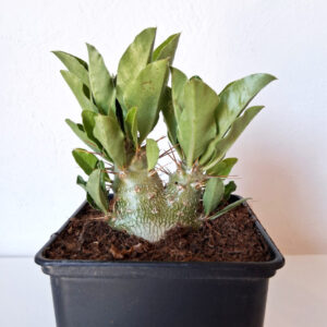 Pachypodium saundersii