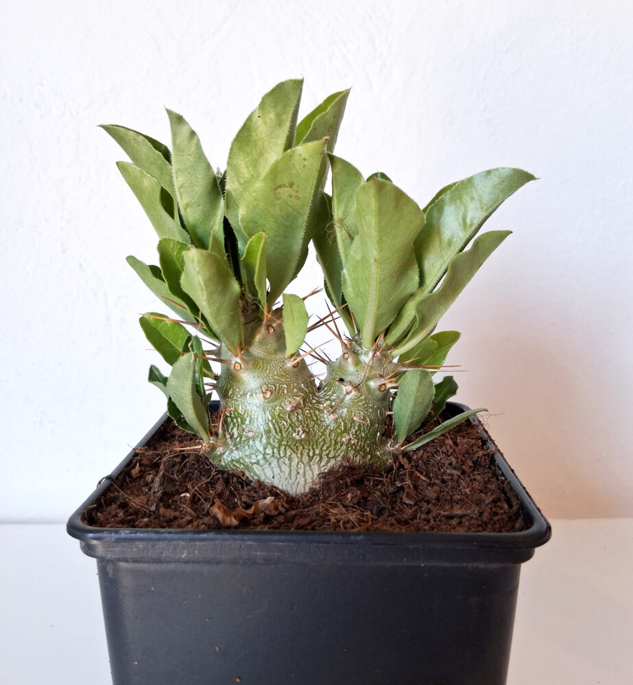 Pachypodium saundersii