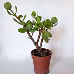 Portulacaria afra macorphylla