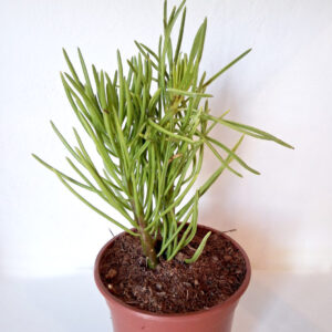 Senecio barbetonicus