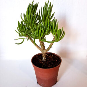 Senecio barbetonicus