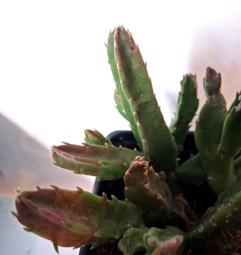 Stapelia hirsuta - Imagen 4