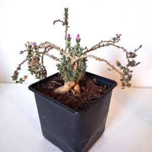 Trichodiadema bulbosum