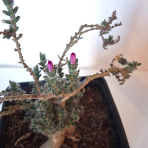 Trichodiadema bulbosum