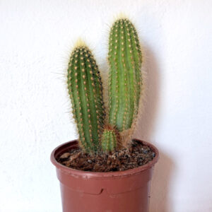 Vatricania guentheri