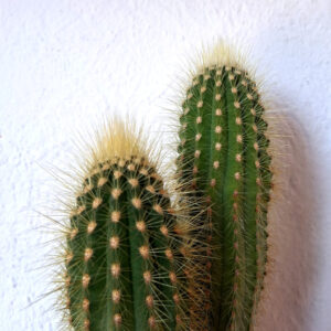 Vatricania guentheri