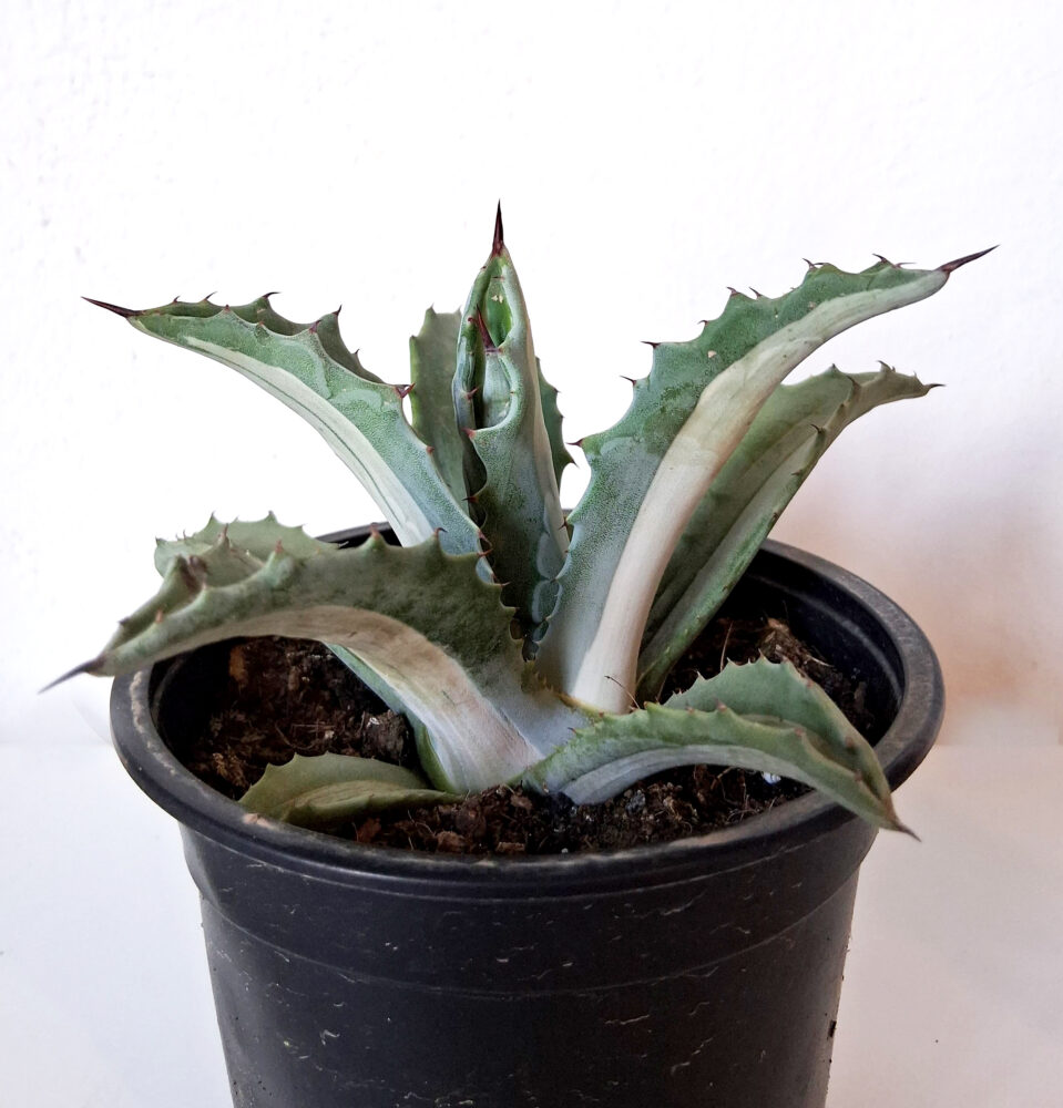 Agave spectabilis mediopicta alba