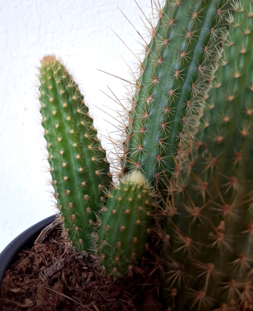 Borzicactus aureispinus - Imagen 4